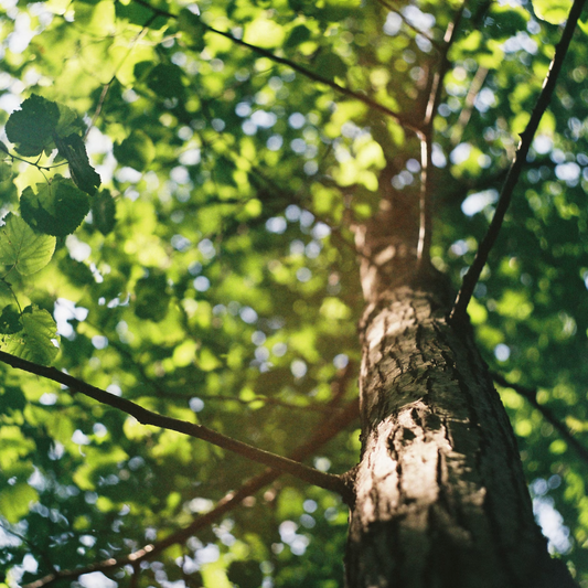 Tree Canopy Project